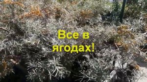 "Сады Сибири" в Иркутске. Плодово-ягодные саженцы, деревья и кусты