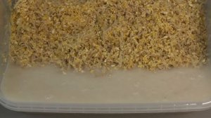 Простая прикормка для ловли на Зиг Риг