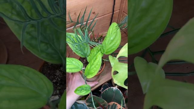 Растение не растет, что делать? / Слабые черенки ? смотреть онлайн