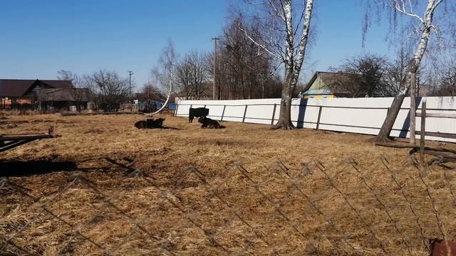Абердин-ангусские бычки на ферме смотреть онлайн