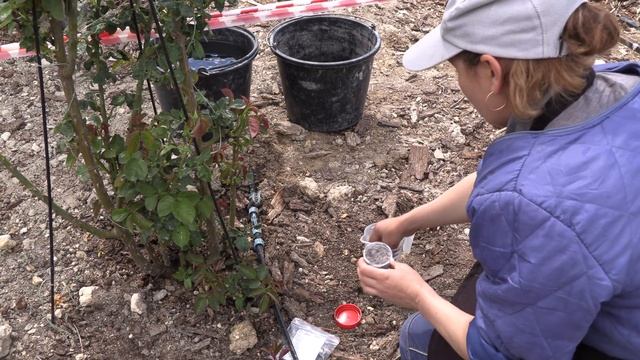 подкормка роз поврежденных возвратными заморозками. питомник роз полины козловой rozarium.biz смотреть онлайн