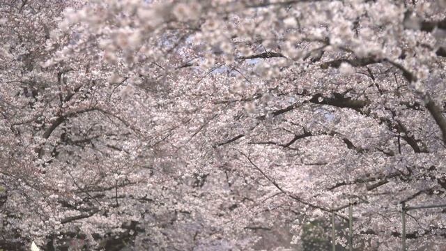 Сангаку. Искусство построения алмазного тела