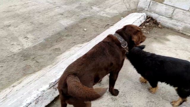 Первый сэкс у Пэкса