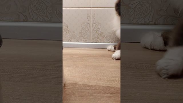 Тестируем "лапомойку" для кошек. смотреть онлайн