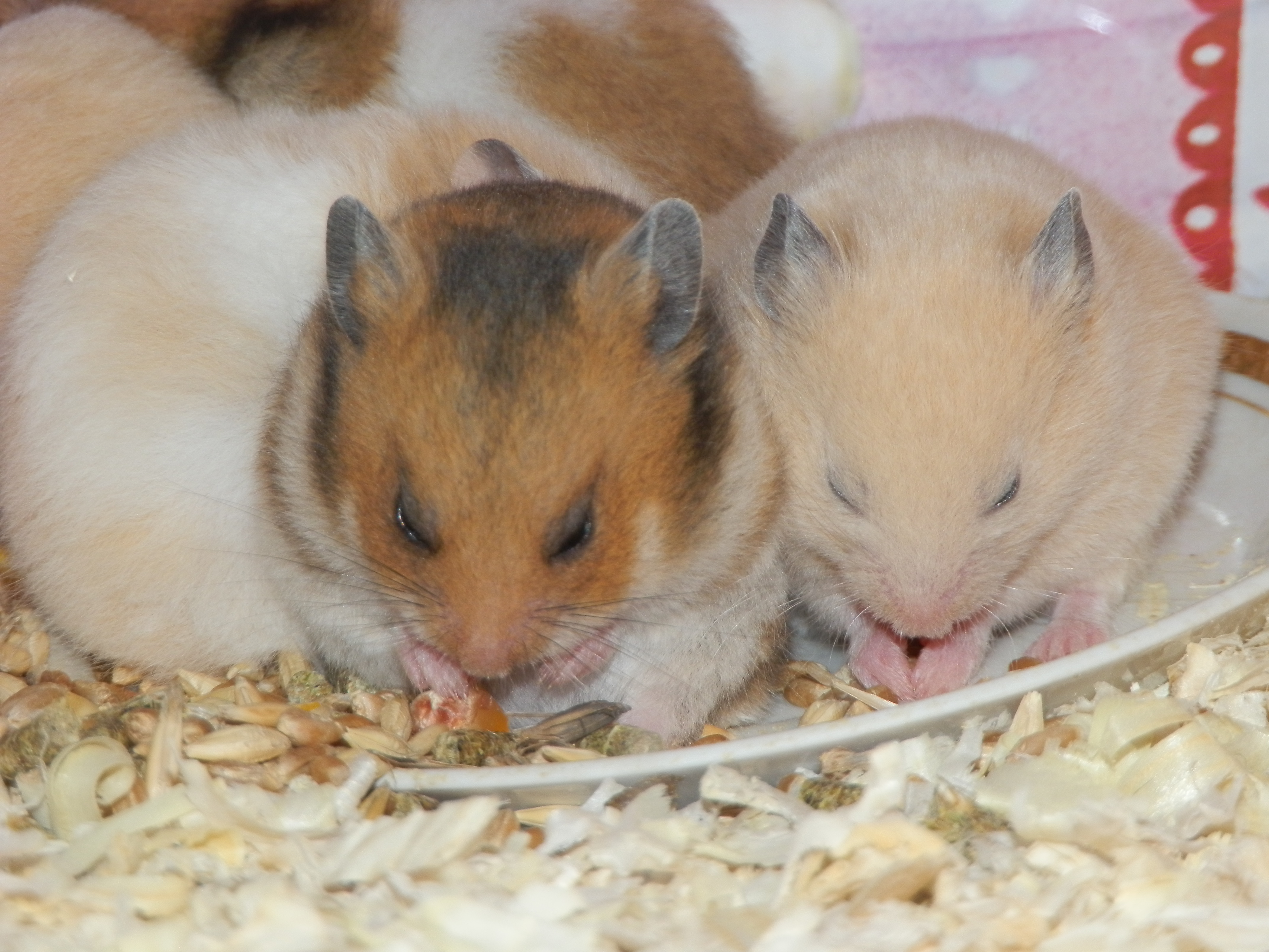 ХОМЯЧАТА ЕДЯТ ТЫКВУ ДЕТИ МАГНОЛИИ смотреть онлайн