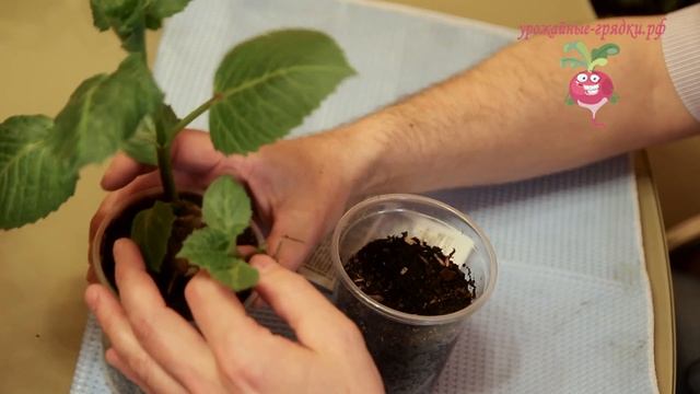 Подготовка к посадке георгинов весной. Эксперимент часть 1. Урожайные грядки. смотреть онлайн