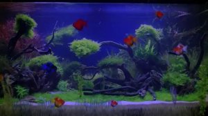 Видео колыбельная рыбки в аквриуме