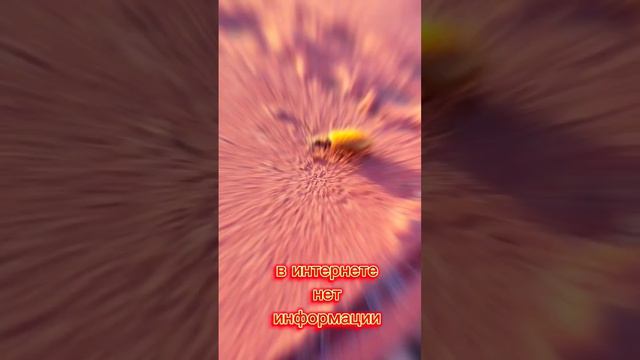 ПОМОГИТЕ! КТО ЗНАЕТ,ЧТО ЗА ЖУК?? смотреть онлайн