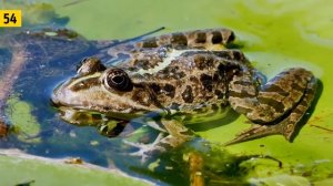 100 животных для детей, учим названия животных, птиц, рыб и насекомых