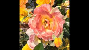 Розы Опоры Питомники Полезная информация