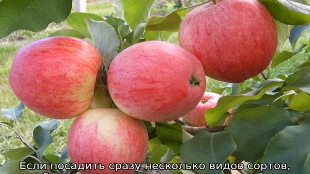 Зимостойкие сорта яблонь смотреть онлайн