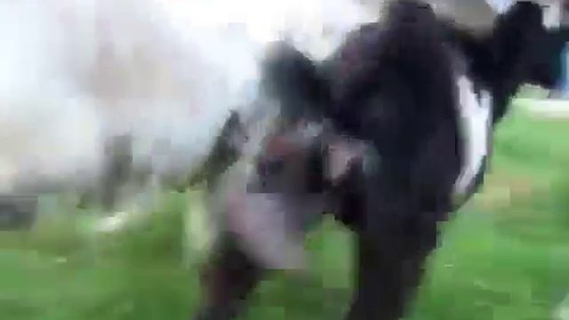 Бурёнушка во всю мочь !!! смотреть онлайн