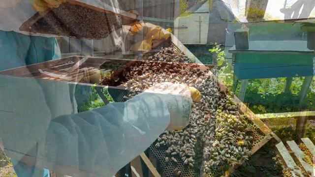 Ленивый пчеловод. Как я продаю пчел смотреть онлайн