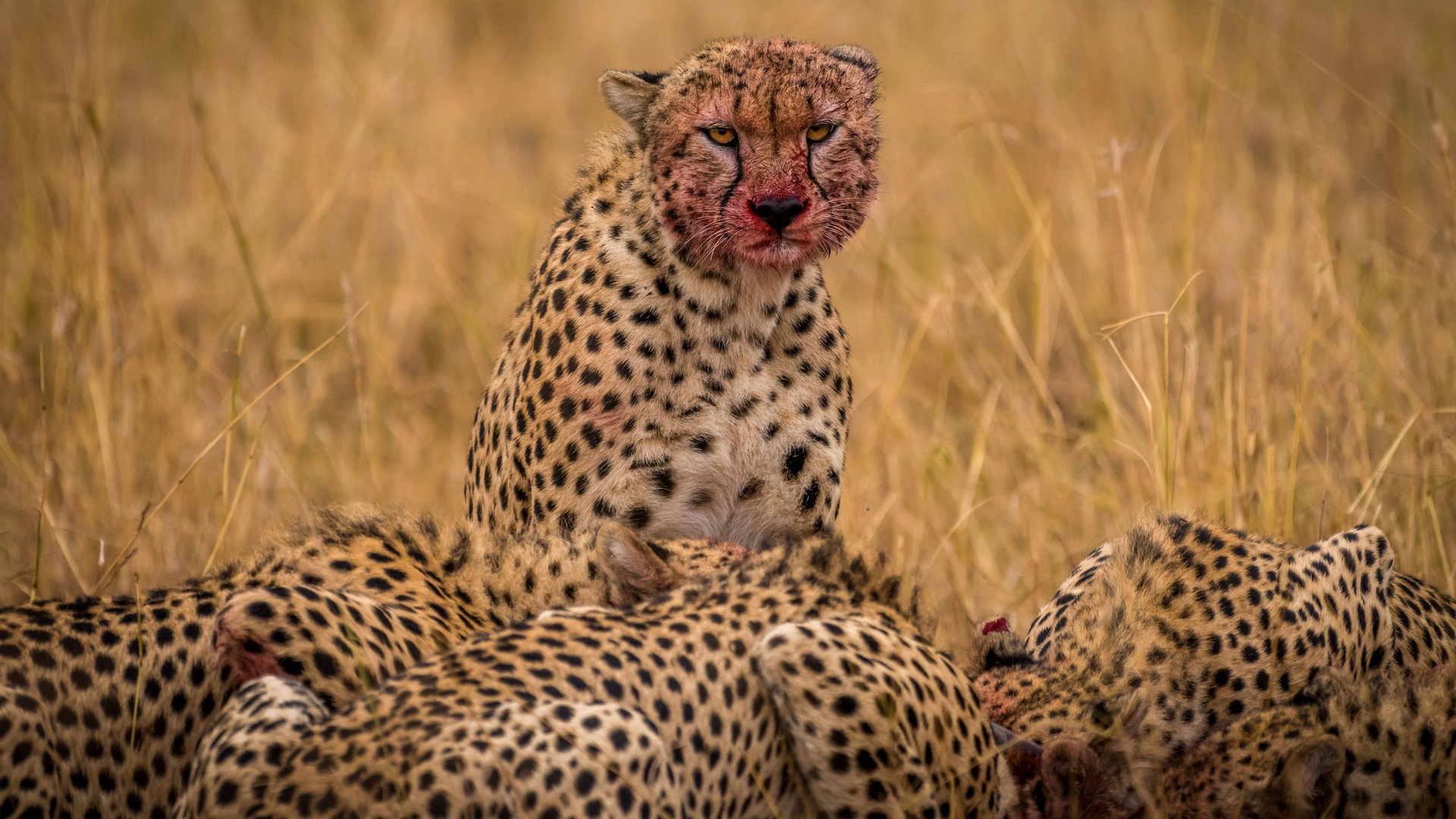 National Geographic: Суперхищники. Гепард (2010) смотреть онлайн