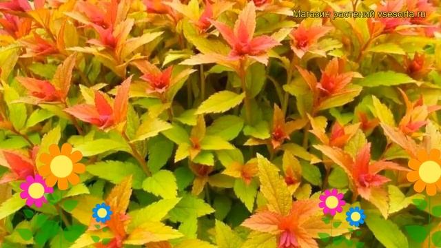 Спирея японская Голдфлейм. Краткий обзор, описание характеристик Spiraea Japonica Goldflame