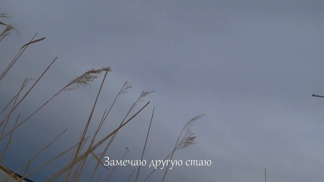 Охота на гусей - Манок на гуменника Кынат "Тундра" смотреть онлайн