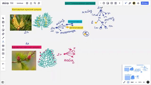 ЦИКЛ ГОЛОСЕМЕННЫХ|ЕГЭ по БИОЛОГИИ смотреть онлайн
