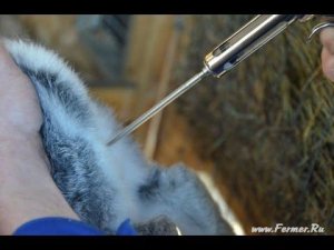 Забор семени и искусственное осеменение кроликов. Практика