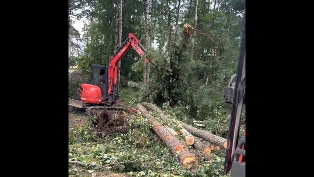 Купил Участок у моря в лесу #дача #строительство #экскаватор #beforeafter #допосле #cottage #сад