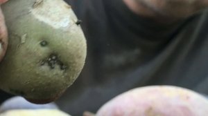 Как резать картофель перед посадкой