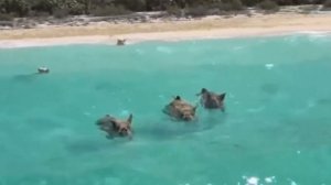 Багамский Остров Свиней. Биг Мейджор Кей.