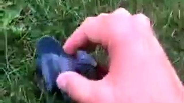 Game Dude Dinosaur Video смотреть онлайн