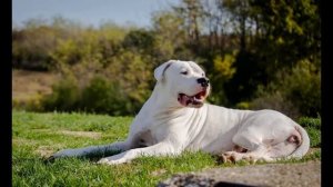 Аргентинский дог. Особенности.