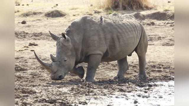 Забавные Животные // Носорог//Слон//Бегемот смотреть онлайн