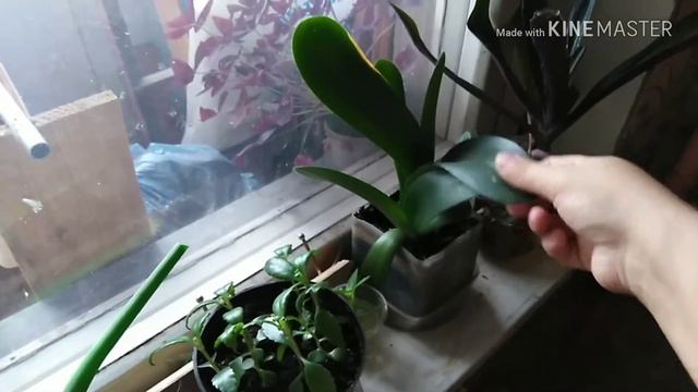 VLOG / Стройка. Пробую НЕ МОЛОКО. Мои новые жители подоконника /ЕленаПеро смотреть онлайн