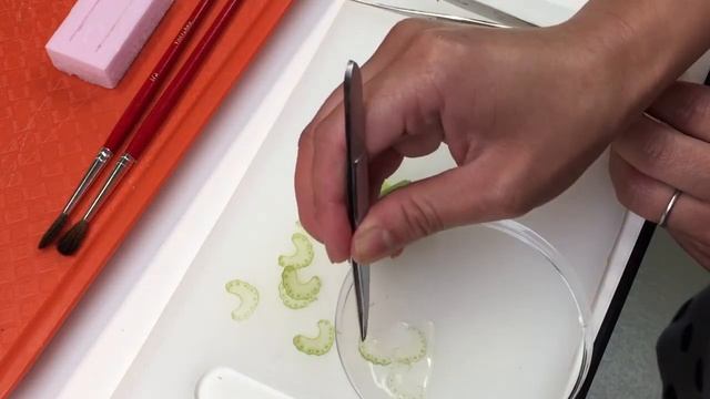 Plant Cells and Tissues Part 1 смотреть онлайн