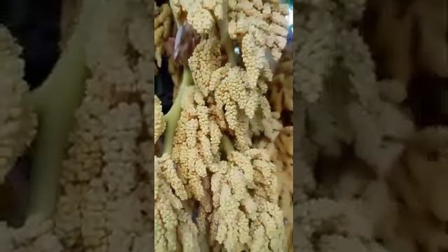 Юг Пальма цветёт смотреть онлайн