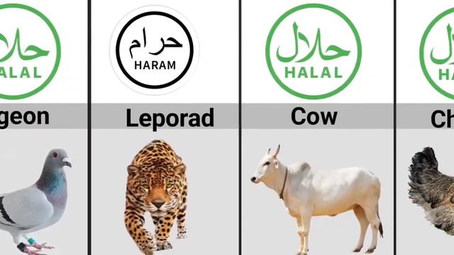 Halal And Haram Animal Meat In Islam | Halal And Haram Animals | Data Rivalry