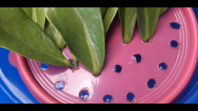 ZZ Plant Stem and Leaf Propagation With GREAT Results! смотреть онлайн