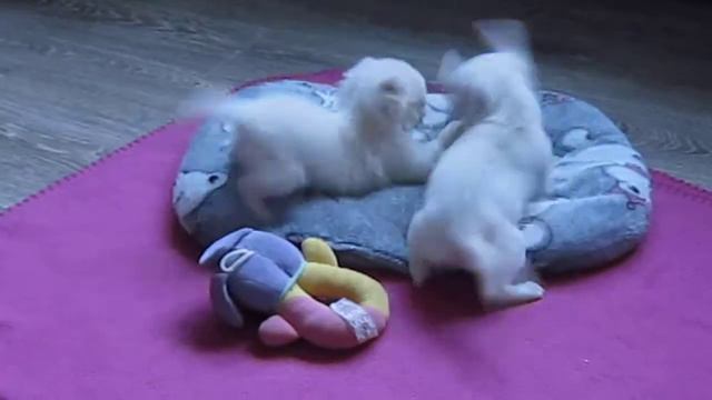 карманный малыш чихуахуа смотреть онлайн