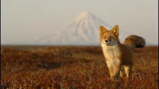 мая песня: Россия смотреть онлайн
