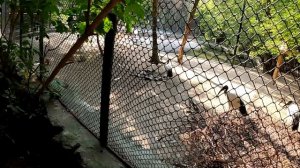 НОВОСИБИРСКИЙ ЗООПАРК ПОЛНЫЙ ОБЗОР! #зоопарк #новосибирск