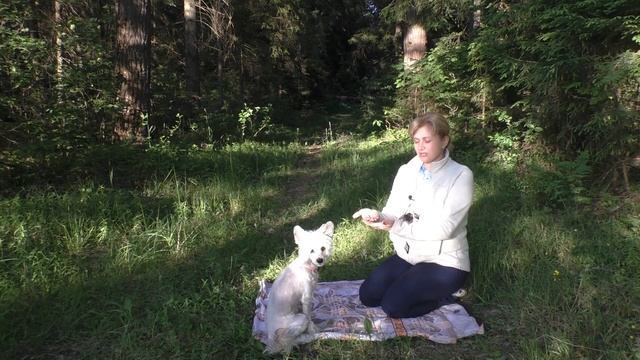 ОЧЕНЬ ВАЖНО! Тренируем собачий ДЗЕН Основа для команды "ФУ" без насилия! Дрессировка собак смотреть онлайн