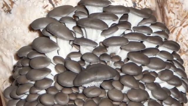 Выращивание Вешенок в домашних условиях как бизнес идея