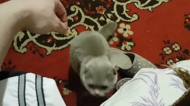 Кошка... Вика и шкварки.... кошка кушает... суслик сука личность.... смотреть онлайн