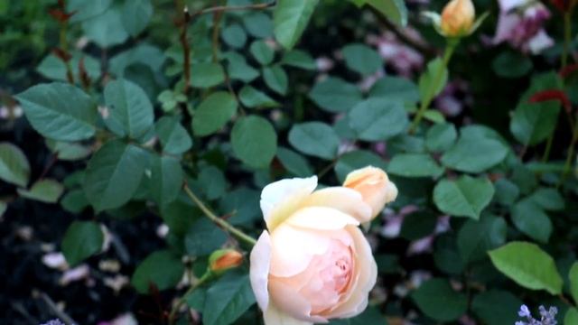 Top Roses Review In My Garden 2023 - David Austin and Kordes- Zone 6B смотреть онлайн