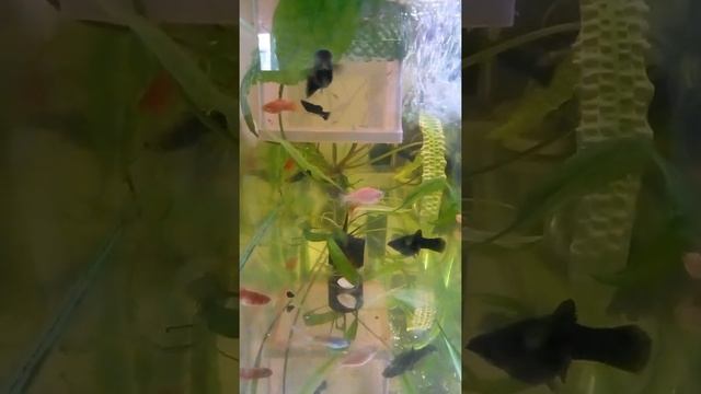 золотая рыбка, меченосцы, моллинезия и мальки смотреть онлайн