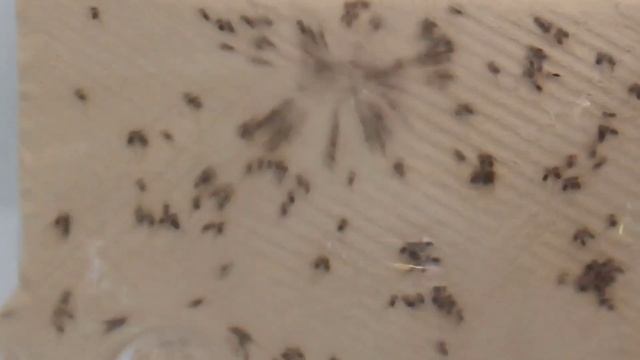 Artificial Discus breeding, free from parazite discuszucht. смотреть онлайн