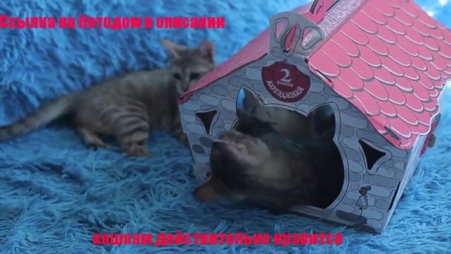 Котэдж - картонный домик для кошки (своими руками) смотреть онлайн