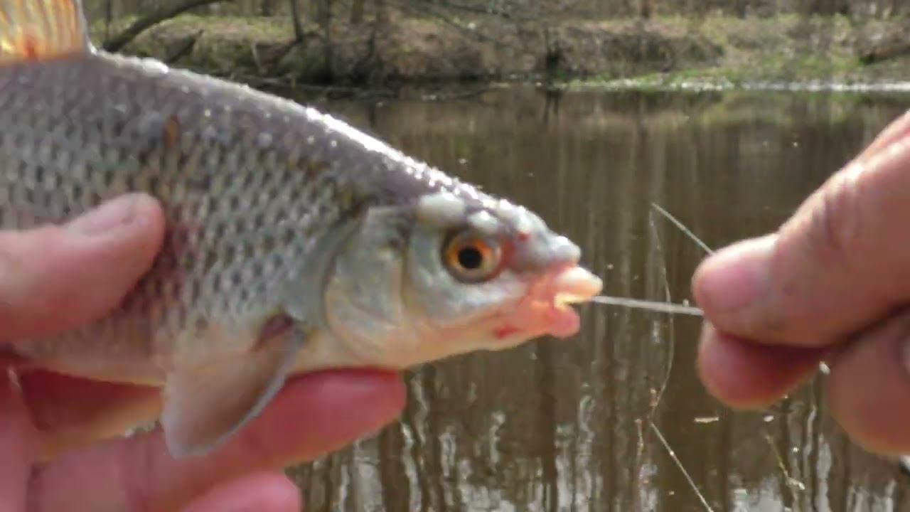 РЫБАЛКА НА РЕКЕ В МАЕ. ЗАБРОСИЛ ПОПЛАВОК, А ТАМ РЫБА КИШИТ ТОННАМИ смотреть онлайн