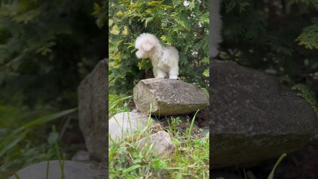Микро мальчик Мальтипу ф1 #cute #dog #maltipoo #maltipoopuppy #puppy #poodle #pet #doglover смотреть онлайн