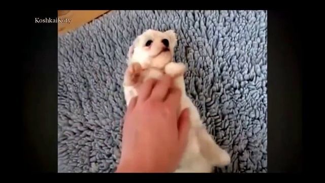 очень Милые собачки Приколы про собак Лучшие приколы смотреть онлайн