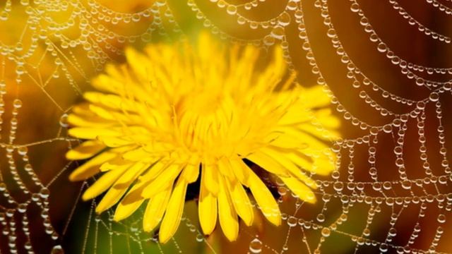 ВИСЯТ НА ТРАВАХ И КУСТАХ КАРТИНКИ - ПРОЗРАЧНЫЕ, СЕДЫЕ ПАУТИНКИ смотреть онлайн