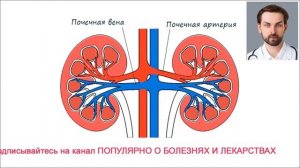 МОЧЕВЫДЕЛИТЕЛЬНАЯ СИСТЕМА ЧЕЛОВЕКА. СТРОЕНИЕ ПОЧКИ, МОЧЕВОГО ПУЗЫРЯ И МОЧЕТОЧНИКОВ