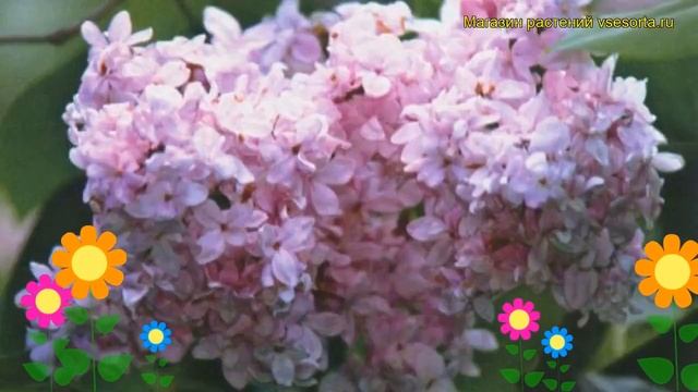 Сирень обыкновенная Богдан Хмельницкий. Краткий обзор, описание syringa vulgaris Bogdan KHmelnitcki смотреть онлайн