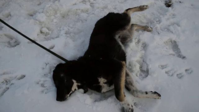 Алабай, выброшенный хозяевами смотреть онлайн